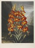 The White Lily, 1799-Robert John Thornton-Giclee Print