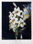 The White Lily, 1799-Robert John Thornton-Giclee Print