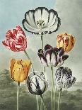 Roses, Engraved by Earlom, from 'The Temple of Flora', by Robert Thornton, Pub. 1805-Robert John Thornton-Giclee Print