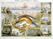Anchovy Fishing, C1845-Robert Kent Thomas-Giclee Print