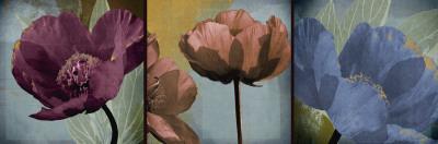 Cerulean Poppies I-Robert Lacie-Giclee Print