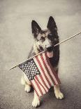 Dog Holding American Flag in Mouth-Robert Llewellyn-Framed Photographic Print