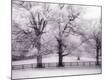 Photographic Print