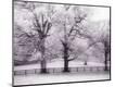 Photographic Print
