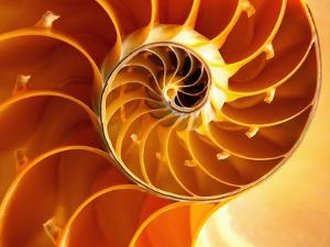 Nautilus Wall Art Prints Art Com