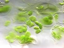 Chloroplasts, Light Micrograph-Robert Markus-Photographic Print