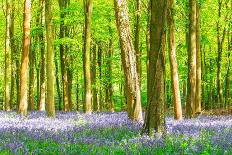 Spring Bluebell-Robert Maynard-Framed Photographic Print