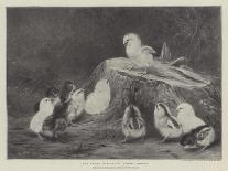 A White Sussex and a Buff Sussex with Chicks-Robert Morley-Mounted Giclee Print