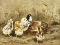A White Sussex and a Buff Sussex with Chicks-Robert Morley-Laminated Giclee Print