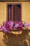 Window with Brown Shutters, Pink Flowers and Yellow Wall. - Burano, Venice-Robert ODea-Framed Photographic Print
