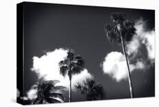 Palm Trees 1-Robert Seguin-Stretched Canvas
