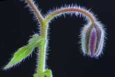 Borage flower bud  (Borago officinalis) near Nice, south of France, June-Robert Thompson-Framed Photographic Print