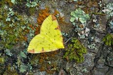 Chinese moon moth-Robert Thompson-Photographic Print