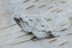 Herald moth camouflaged in leaf litter, Northern Ireland-Robert Thompson-Photographic Print