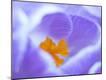 Premium Photographic Print