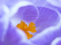 Borage flower bud  (Borago officinalis) near Nice, south of France, June-Robert Thompson-Photographic Print