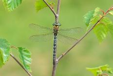 Four Spotted Chaser (Libellula Quardrimaculata) Montiaghs Moss Nnr-Robert Thompson-Photographic Print