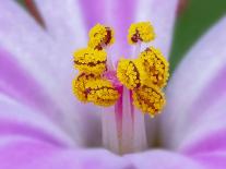 Borage flower bud  (Borago officinalis) near Nice, south of France, June-Robert Thompson-Photographic Print
