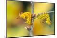 Premium Photographic Print
