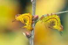 Brimstone moth Banbridge, County Down, Northern Ireland-Robert Thompson-Photographic Print