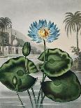 Temple of Flora IV-Robert Thornton-Framed Stretched Canvas
