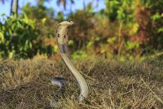 Speckled brownsnake male and flicking tongue, Australia-Robert Valentic-Framed Photographic Print