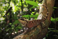 Phuket horned tree lizard, Khao Phra Thaew NP, Thailand-Robert Valentic-Framed Photographic Print