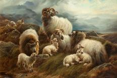 Highland Cattle, 1894-Robert Watson-Framed Premier Image Canvas