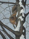What's Going on - Fox Squirrel-Robert Wavra-Giclee Print