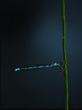 Damselfly, 2022 (Digital)-Roberta Murray-Giclee Print