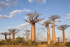 Madagascar, Morondava, Les Alla Des Baobabs at Sundown-Roberto Cattini-Premier Image Canvas