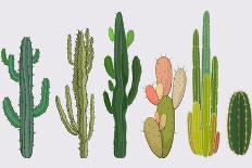 Cactus Collection in Vector Illustration-Roberto Chicano-Giclee Print