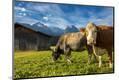 Photographic Print