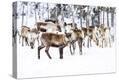 Stretched Canvas Print