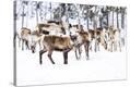 Stretched Canvas Print