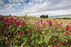 Red flowers frame the gentle green hills of Val d'Orcia, UNESCO World Heritage Site, Province of Si-Roberto Moiola-Photographic Print