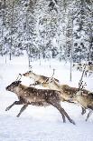 Small group of reindeer run in the snow covered forest during the arctic winter, Lapland, Sweden-Roberto Moiola-Photographic Print