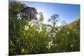 Photographic Print