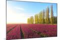 Photographic Print