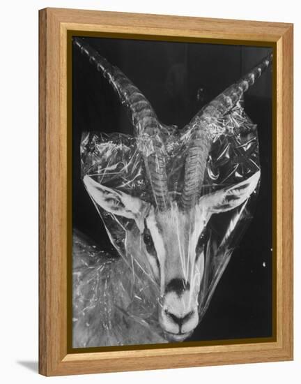 Robertsi Gazelle from Kenya Serengeti in Storage, American Museum of Natural History-Margaret Bourke-White-Framed Premier Image Canvas