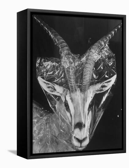 Robertsi Gazelle from Kenya Serengeti in Storage, American Museum of Natural History-Margaret Bourke-White-Framed Premier Image Canvas