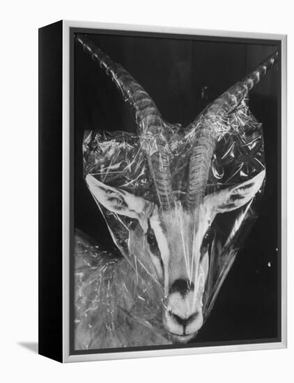 Robertsi Gazelle from Kenya Serengeti in Storage, American Museum of Natural History-Margaret Bourke-White-Framed Premier Image Canvas