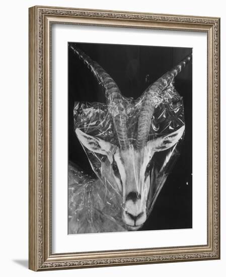 Robertsi Gazelle from Kenya Serengeti in Storage, American Museum of Natural History-Margaret Bourke-White-Framed Photographic Print