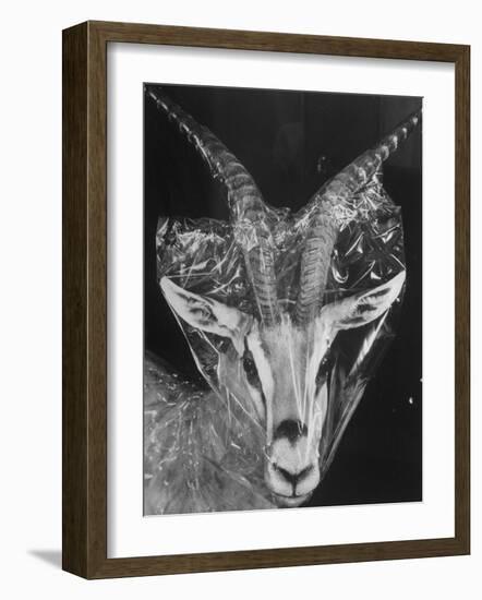 Robertsi Gazelle from Kenya Serengeti in Storage, American Museum of Natural History-Margaret Bourke-White-Framed Photographic Print