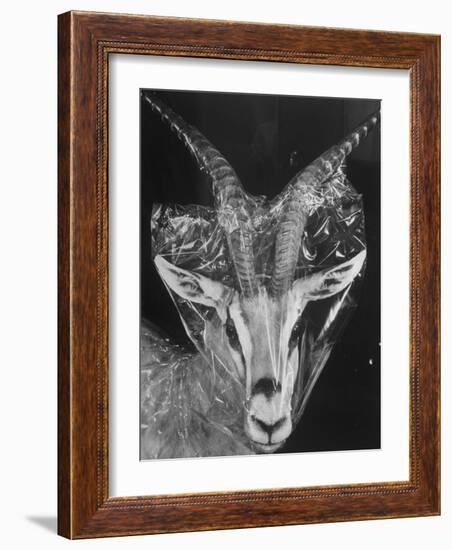 Robertsi Gazelle from Kenya Serengeti in Storage, American Museum of Natural History-Margaret Bourke-White-Framed Photographic Print