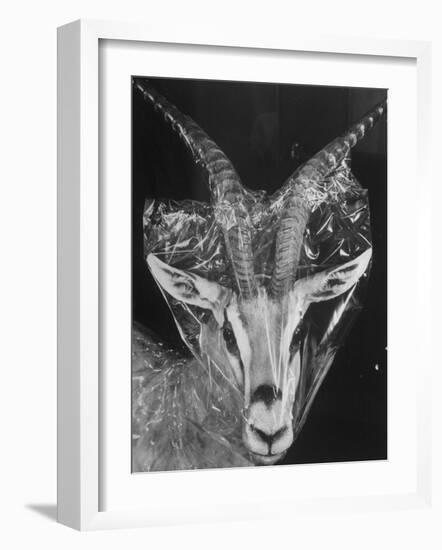 Robertsi Gazelle from Kenya Serengeti in Storage, American Museum of Natural History-Margaret Bourke-White-Framed Photographic Print