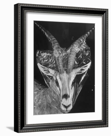 Robertsi Gazelle from Kenya Serengeti in Storage, American Museum of Natural History-Margaret Bourke-White-Framed Photographic Print