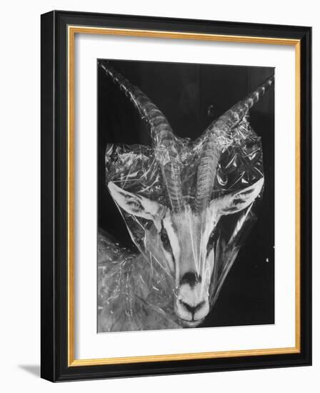 Robertsi Gazelle from Kenya Serengeti in Storage, American Museum of Natural History-Margaret Bourke-White-Framed Photographic Print