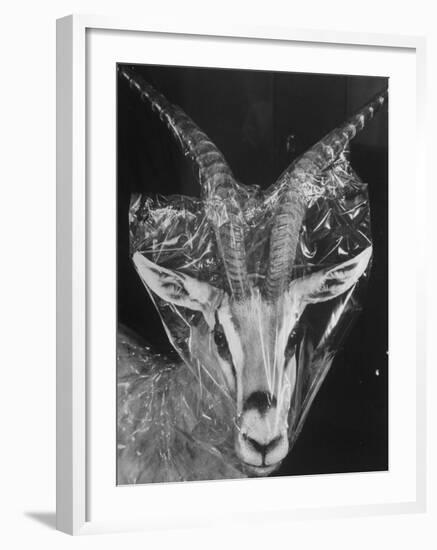 Robertsi Gazelle from Kenya Serengeti in Storage, American Museum of Natural History-Margaret Bourke-White-Framed Photographic Print