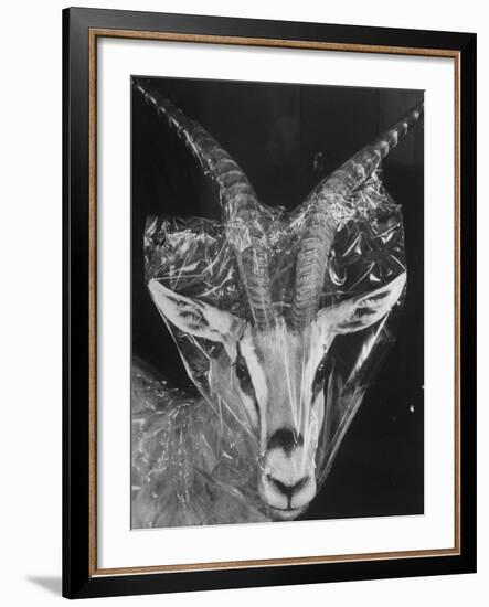 Robertsi Gazelle from Kenya Serengeti in Storage, American Museum of Natural History-Margaret Bourke-White-Framed Photographic Print